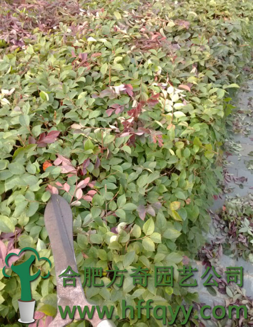 夏季修剪